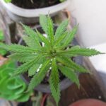 marijuana, mandala, weed